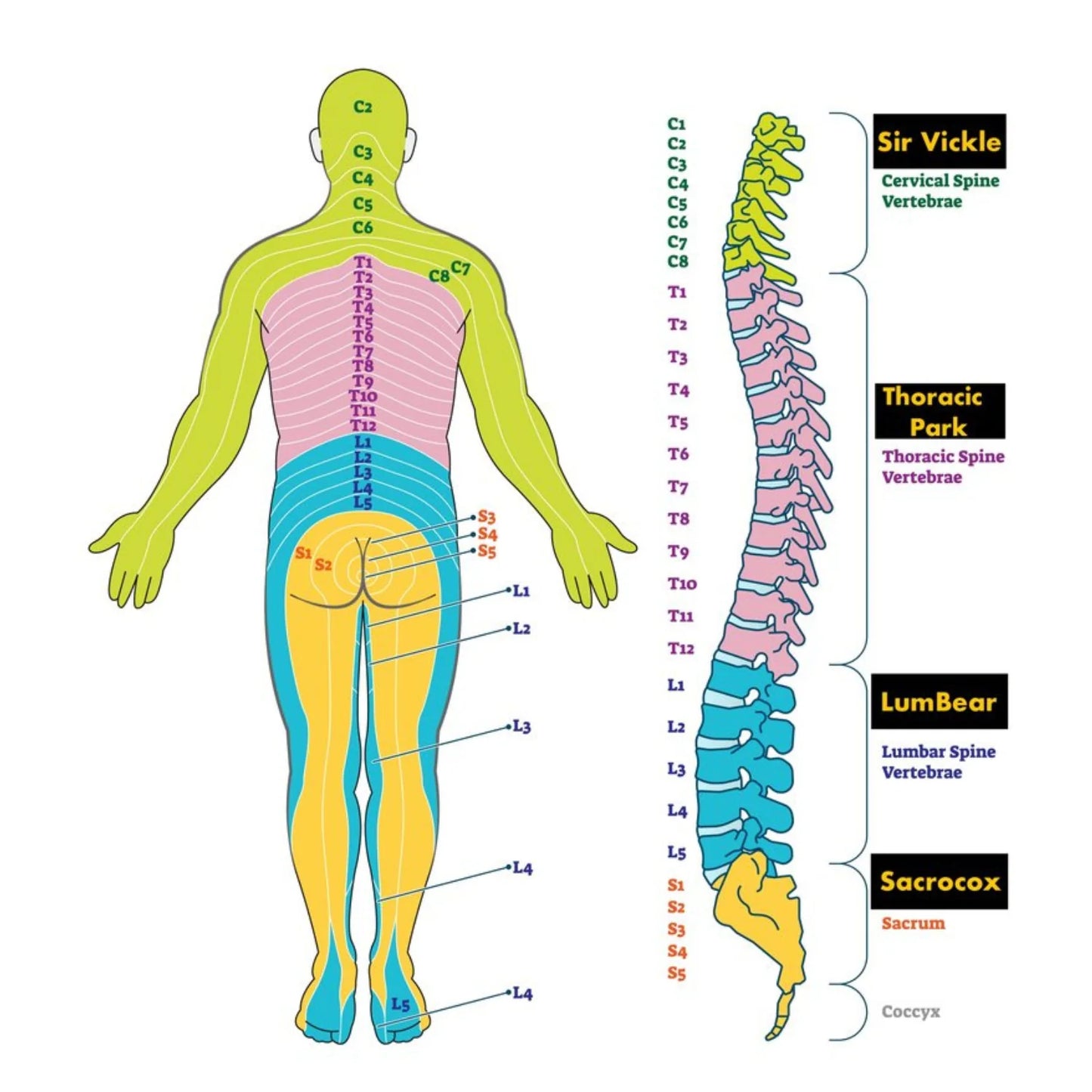 Thoracic Park